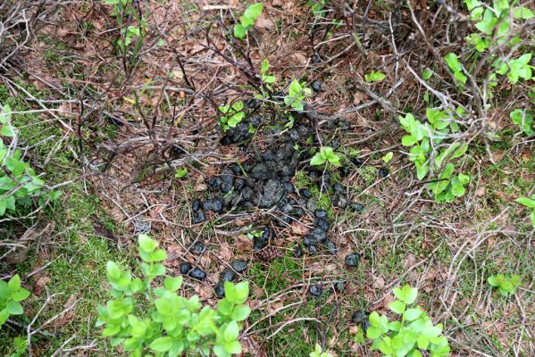 Malá Úpa, 4.7.2020
Krkonoše, Růžová hora. Jelení chodník na prameništích Křížového potoka.
Klíčová slova: Malá Úpa Krkonoše Růžová hora Křížový potok prameniště Scarabaeidae
