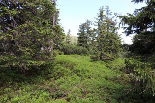 Malá Úpa, 4.7.2020
Krkonoše, Růžová hora. Jelení chodník na prameništích Křížového potoka.
Klíčová slova: Malá Úpa Krkonoše Růžová hora Křížový potok prameniště Scarabaeidae