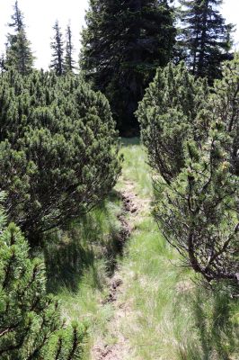 Malá Úpa, 4.7.2020
Krkonoše, Růžová hora. Jelení chodník na prameništích Křížového potoka.
Klíčová slova: Malá Úpa Krkonoše Růžová hora Křížový potok prameniště Scarabaeidae