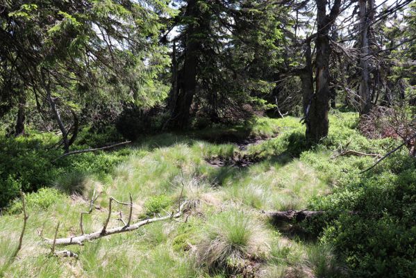 Malá Úpa, 4.7.2020
Krkonoše, Růžová hora. Jelení chodník na prameništích Křížového potoka.
Klíčová slova: Malá Úpa Krkonoše Růžová hora Křížový potok prameniště Scarabaeidae