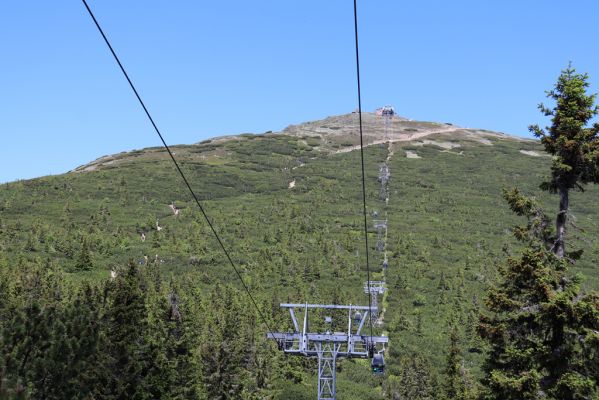 Malá Úpa, 4.7.2020
Krkonoše. Růžová hora, pohled na Sněžku.
Klíčová slova: Malá Úpa Krkonoše Sněžka Růžová hora Sericus subaeneus Liotrichus affinis Hypnoidus consobrinus