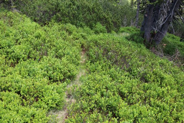 Malá Úpa, 4.7.2020
Krkonoše, Růžová hora. Jelení chodník u Růžovohorského sedla.
Klíčová slova: Malá Úpa Krkonoše Růžová hora Růžovohorské sedlo Scarabaeidae