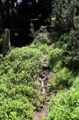 Malá Úpa, 4.7.2020
Krkonoše, Růžová hora. Jelení chodník u Růžovohorského sedla.
Klíčová slova: Malá Úpa Krkonoše Růžová hora Růžovohorské sedlo Scarabaeidae