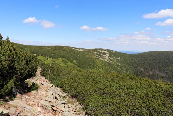 Malá Úpa, 4.7.2020
Krkonoše. Jižní svah Obřího hřebenu.
Klíčová slova: Malá Úpa Krkonoše Obří hřeben Slunečné údolí