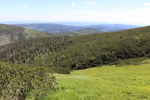 Malá Úpa, 4.7.2020
Krkonoše. Slunečné údolí pod Obřím hřebenem.
Klíčová slova: Malá Úpa Krkonoše Obří hřeben Slunečné údolí