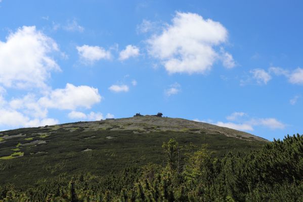 Malá Úpa, 4.7.2020
Krkonoše, jihovýchodní svah Sněžky.
Klíčová slova: Malá Úpa Krkonoše Sněžka Sericus subaeneus Liotrichus affinis Hypnoidus consobrinus