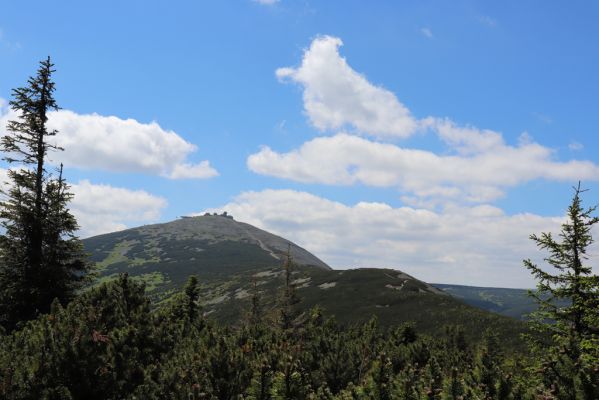 Malá Úpa, 4.7.2020
Krkonoše, pohled ze Svorové hory na Sněžku.
Klíčová slova: Malá Úpa Krkonoše Svorová hora Sněžka Obří hřeben