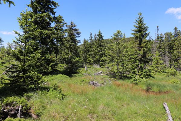 Malá Úpa, 4.7.2020
Krkonoše, rašeliniště v Sovím sedle.
Klíčová slova: Horní Malá Úpa Krkonoše Soví sedlo Scarabaeidae