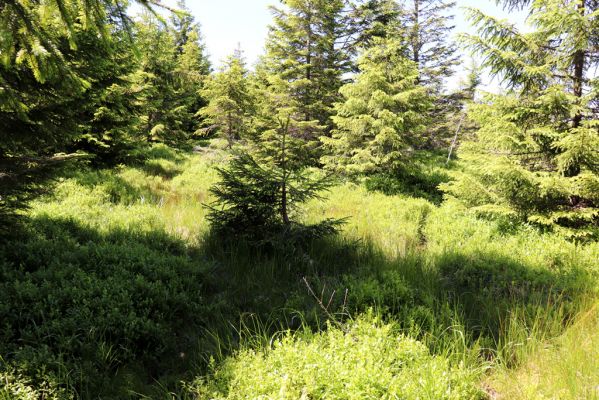 Malá Úpa, 4.7.2020
Krkonoše, jelení chodníky na rašeliništi v Sovím sedle.
Klíčová slova: Horní Malá Úpa Krkonoše Soví sedlo Scarabaeidae