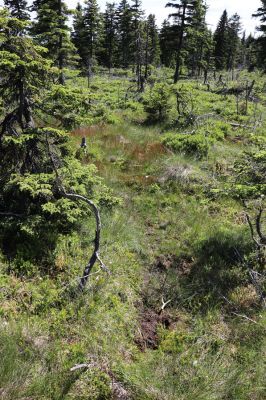 Malá Úpa, 4.7.2020
Krkonoše, jelení chodník na rašeliništi v Sovím sedle.
Mots-clés: Horní Malá Úpa Krkonoše Soví sedlo Scarabaeidae