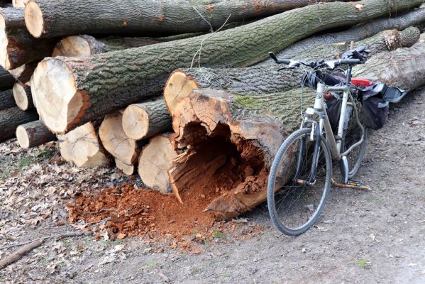 Kněžičky, 26.4.2021
Obora Kněžičky. Pokácený dub u Lovčické cesty osídlený kovaříky Elater ferrugineus a Lacon querceus.
Schlüsselwörter: Kněžičky obora Lacon querceus Elater ferrugineus Ampedus sanguineus