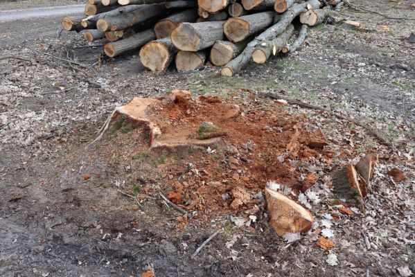Kněžičky, 26.4.2021
Obora Kněžičky. Pokácený dub u Lovčické cesty.
Klíčová slova: Kněžičky obora Lacon querceus Elater ferrugineus