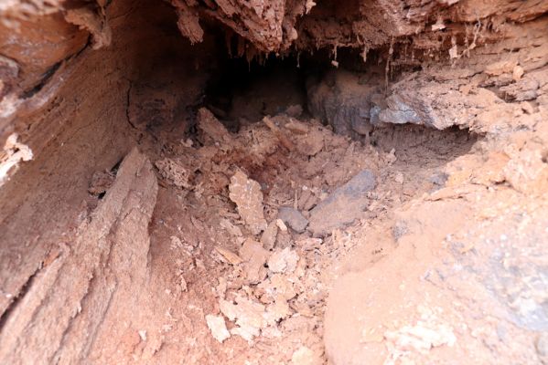 Kněžičky, 26.4.2021
Obora Kněžičky. Pokácený dub u Lovčické cesty osídlený kovaříky Elater ferrugineus a Lacon querceus.
Klíčová slova: Kněžičky obora Lacon querceus Elater ferrugineus