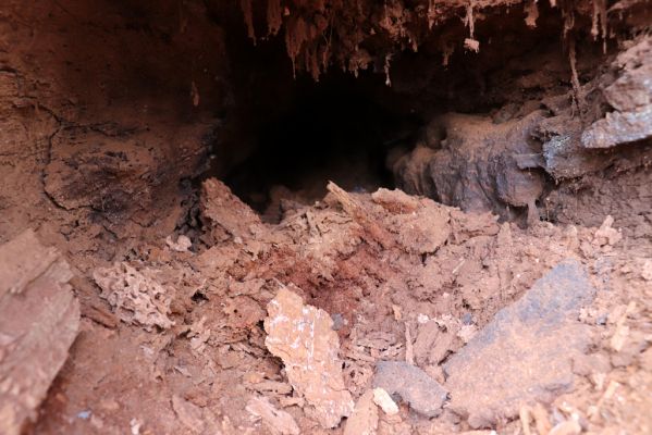 Kněžičky, 26.4.2021
Obora Kněžičky. Pokácený dub u Lovčické cesty osídlený kovaříky Elater ferrugineus a Lacon querceus.
Klíčová slova: Kněžičky obora Lacon querceus Elater ferrugineus