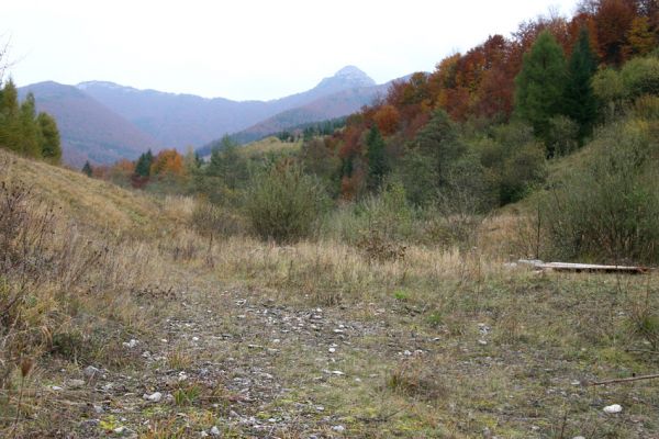 Fačkov, 20.10.2010
Fačkov - dolina pod Kľakem. Štěrkové náplavy na břehu potoka jsou osídleny kovaříky Zorochros flavipes.
Mots-clés: Fačkov Kľak Zorochros flavipes