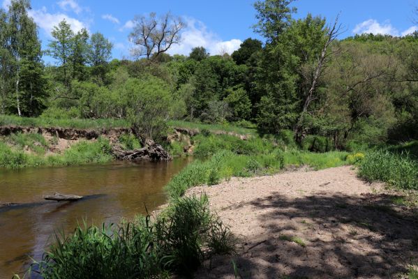 Višňová, Filipovka, 29.5.2020
Meandry Smědé.
Schlüsselwörter: Višňová Filipovka meandry Smědá Negastrius pulchellus Zorochros dermestoides