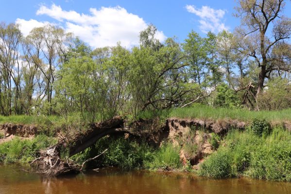 Višňová, Filipovka, 29.5.2020
Meandry Smědé.
Schlüsselwörter: Višňová Filipovka meandry Smědá