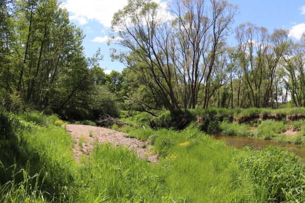 Višňová, Filipovka, 29.5.2020
Meandry Smědé.
Klíčová slova: Višňová Filipovka meandry Smědá Negastrius pulchellus Zorochros dermestoides