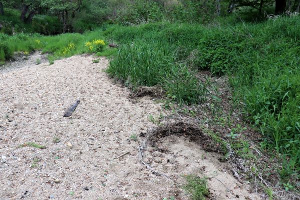 Višňová, Filipovka, 29.5.2020
Meandry Smědé - biotop kovaříků Negastrius pulchellus a Zorochros dermestoides.
Klíčová slova: Višňová Filipovka meandry Smědé Negastrius pulchellus Zorochros dermestoides