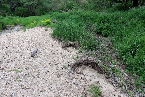 Višňová, Filipovka, 29.5.2020
Meandry Smědé - biotop kovaříků Negastrius pulchellus a Zorochros dermestoides.
Mots-clés: Višňová Filipovka meandry Smědé Negastrius pulchellus Zorochros dermestoides