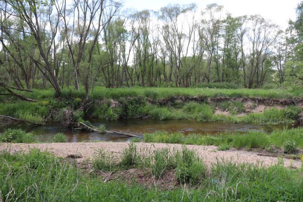 Višňová, Filipovka, 29.5.2020
Meandry Smědé.
Keywords: Višňová Filipovka meandry Smědá Negastrius pulchellus Zorochros dermestoides