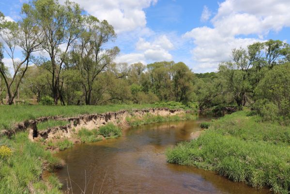 Višňová, Filipovka, 29.5.2020
Meandry Smědé.
Mots-clés: Višňová Filipovka meandry Smědá