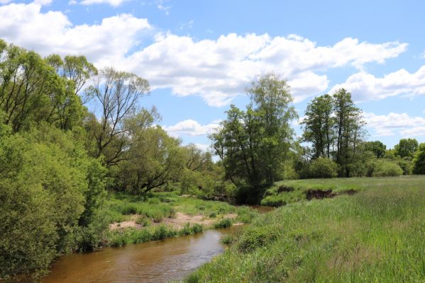 Višňová, Filipovka, 29.5.2020
Meandry Smědé.
Mots-clés: Višňová Filipovka meandry Smědá Negastrius pulchellus Zorochros dermestoides