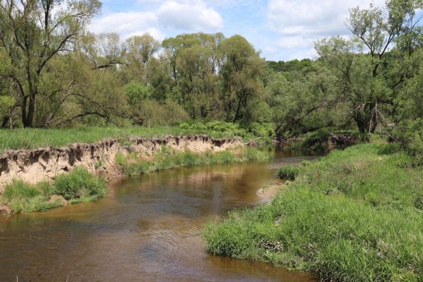 Višňová, Filipovka, 29.5.2020
Meandry Smědé.
Mots-clés: Višňová Filipovka meandry Smědá