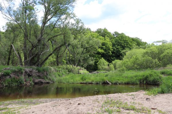 Višňová, Filipovka, 29.5.2020
Meandry Smědé.
Klíčová slova: Višňová Filipovka meandry Smědá Negastrius pulchellus Zorochros dermestoides