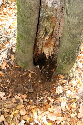 Fintice, vrch Stráž, 2.11.2011
Bodaš. Les na jižním svahu vrchu Stráž.
Schlüsselwörter: Fintice vrch Stráž Elater ferrugineus Ischnodes sanguinicollis.