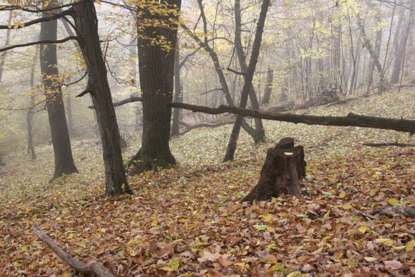Fintice, 2.11.2011
Bodaš. Les na jižním svahu vrchu Stráž.
Klíčová slova: Fintice Bodaš vrch Stráž