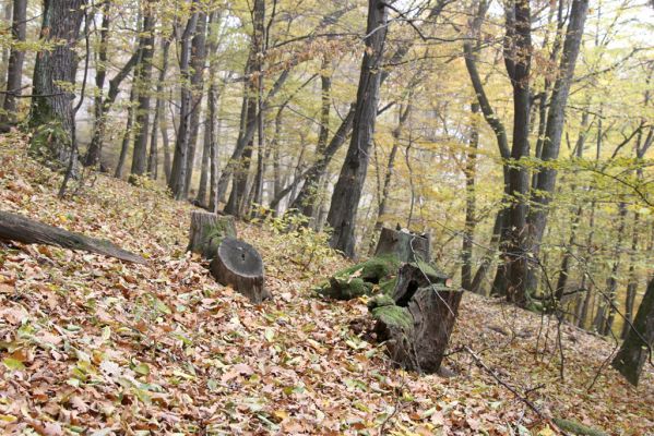 Fintice, 2.11.2011
Bodaš. Les na jižním svahu vrchu Stráž.
Klíčová slova: Fintice Bodaš vrch Stráž