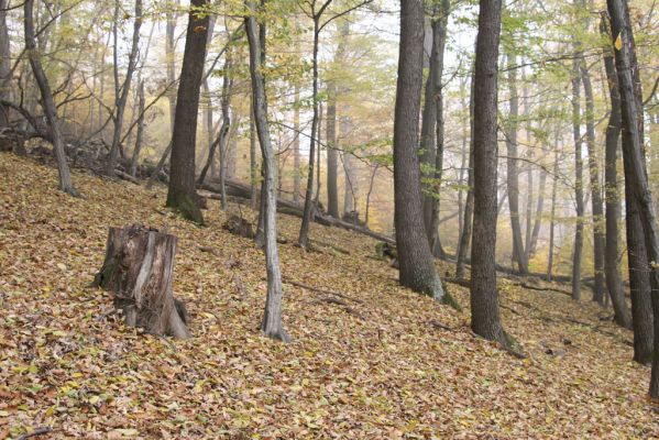 Fintice, 2.11.2011
Bodaš. Les na jižním svahu vrchu Stráž.
Klíčová slova: Fintice Bodaš vrch Stráž
