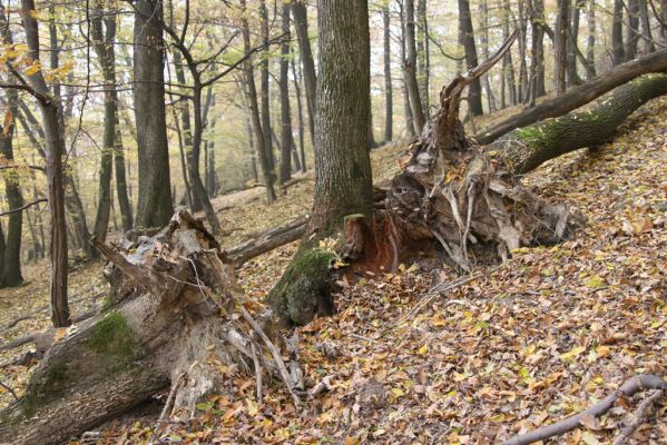 Fintice, 2.11.2011
Bodaš. Les na jižním svahu vrchu Stráž. Biotop kovaříka Ampedus hjorti.
Klíčová slova: Fintice Bodaš vrch Stráž Ampedus hjorti