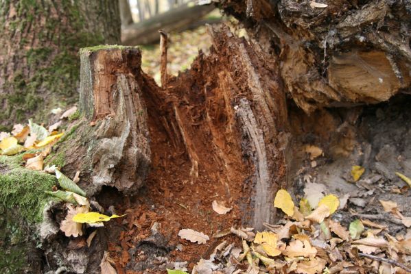 Fintice, 2.11.2011
Bodaš. Les na jižním svahu vrchu Stráž. Biotop kovaříka Ampedus hjotri.
Klíčová slova: Fintice Bodaš vrch Stráž Ampedus hjorti