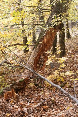 Fintice, 2.11.2011
Bodaš. Les na jižním svahu vrchu Stráž. Biotop kovaříků Ampedus praeustus a A. elegantulus.
Klíčová slova: Fintice Bodaš vrch Stráž Ampedus elagantulus praeustus pomorum