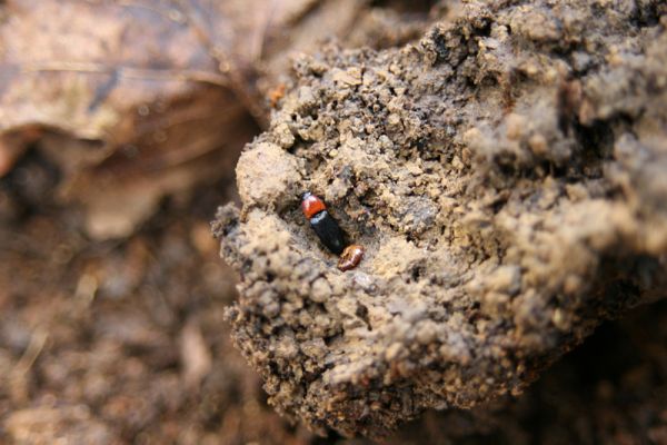 Fintice, vrch Stráž, 2.11.2011
Bodaš. Les na jižním svahu vrchu Stráž. Kovařík Ischnodes sanguinicollis v kukelní kolébce.
Mots-clés: Fintice vrch Stráž Ischnodes sanguinicollis.