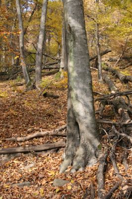 Fintice, vrch Stráž, 2.11.2011
Bodaš. Les na jižním svahu vrchu Stráž.
Klíčová slova: Fintice vrch Stráž Elater ferrugineus Ischnodes sanguinicollis.