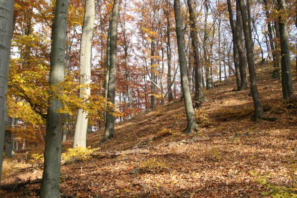 Fintice, vrch Stráž, 2.11.2011
Bodaš. Les na jižním svahu vrchu Stráž.
Klíčová slova: Fintice vrch Stráž Elater ferrugineus Ischnodes sanguinicollis.