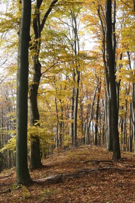 Fintice, vrch Stráž, 2.11.2011
Bodaš. Les na jižním svahu vrchu Stráž.
Mots-clés: Fintice vrch Stráž Ischnodes sanguinicollis.