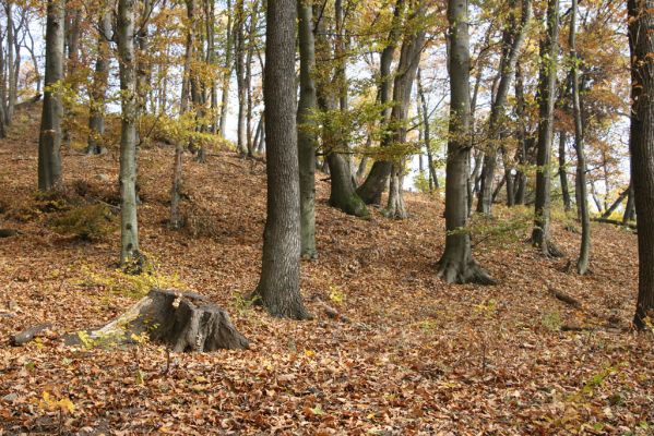 Fintice, vrch Stráž, 2.11.2011
Bodaš. Les na jižním svahu vrchu Stráž.
Klíčová slova: Fintice vrch Stráž Elater ferrugineus Ischnodes sanguinicollis.