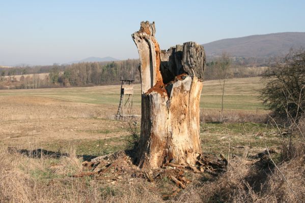 Dobrá Niva, 14.3.2014
Gavurky, severozápadní okraj u bývalého kravína.
Klíčová slova: Dobrá Niva Gavurky Cardiophorus anticus