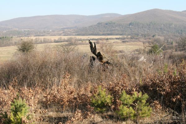 Dobrá Niva, 14.3.2014
Gavurky, severozápadní okraj u bývalého kravína.
Klíčová slova: Dobrá Niva Gavurky