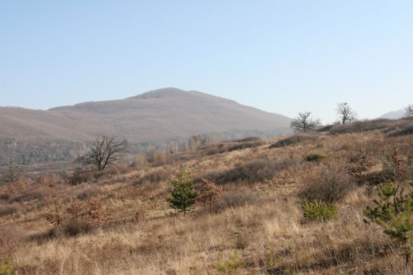 Dobrá Niva, 14.3.2014
Gavurky, starý pastevní les. Západní svah, pohled na Biele bralo (Javorie).
Klíčová slova: Dobrá Niva Gavurky