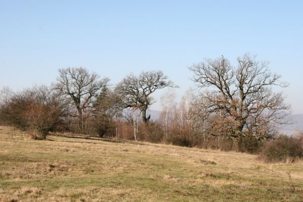 Dobrá Niva, 14.3.2014
Gavurky, starý pastevní les. Centrální část.
Klíčová slova: Dobrá Niva Gavurky