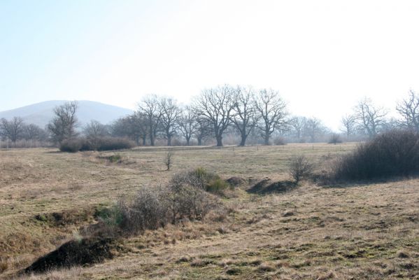 Dobrá Niva, 14.3.2014
Gavurky, pastevní les. Centrální část, severozápadní okraj.
Mots-clés: Dobrá Niva Gavurky