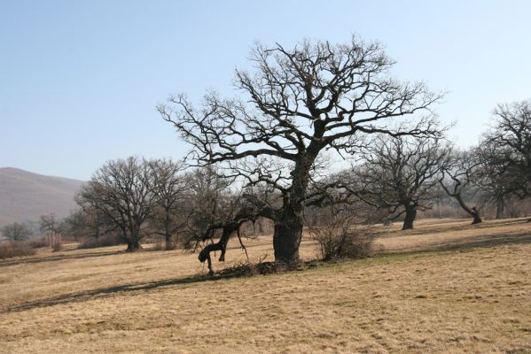 Dobrá Niva, 14.3.2014
Gavurky, starý pastevní les. Centrální část.
Klíčová slova: Dobrá Niva Gavurky