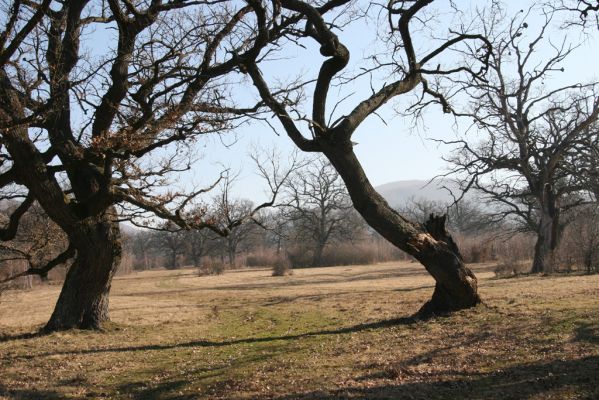 Dobrá Niva, 14.3.2014
Gavurky, starý pastevní les. Centrální část.
Klíčová slova: Dobrá Niva Gavurky