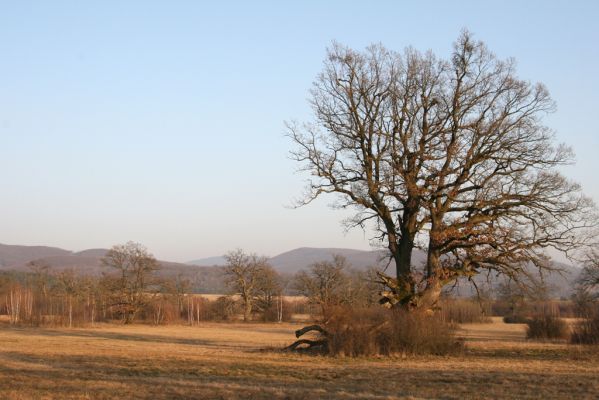 Dobrá Niva, 14.3.2014
Gavurky, starý pastevní les. Centrální část.
Klíčová slova: Dobrá Niva Gavurky