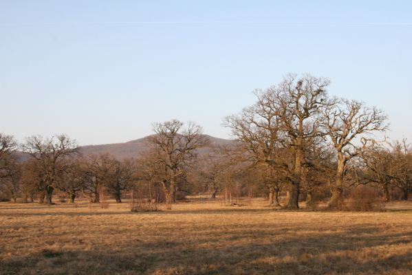 Dobrá Niva, 14.3.2014
Gavurky, starý pastevní les. Centrální část.
Klíčová slova: Dobrá Niva Gavurky